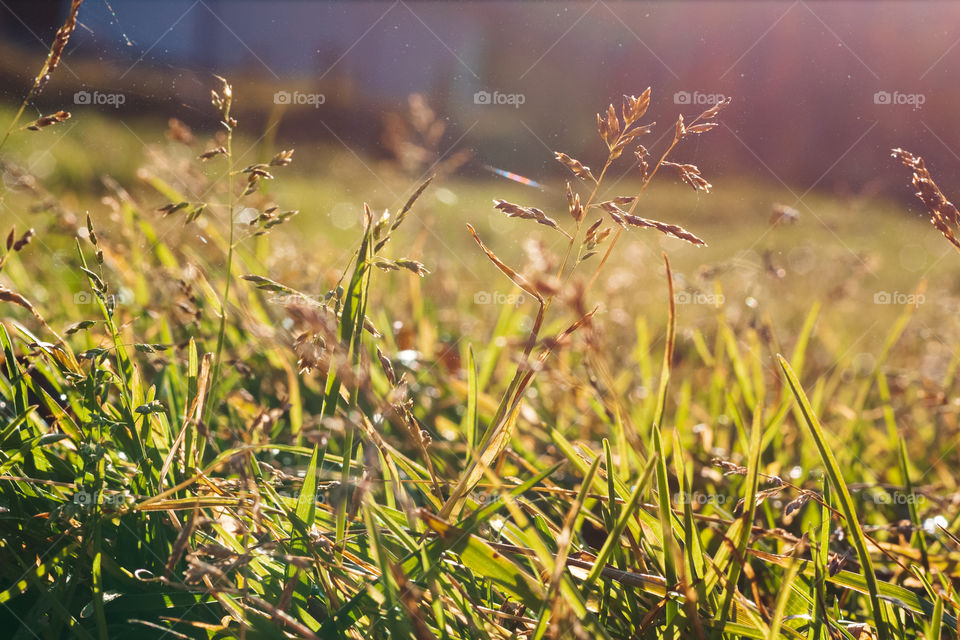 autumn grass