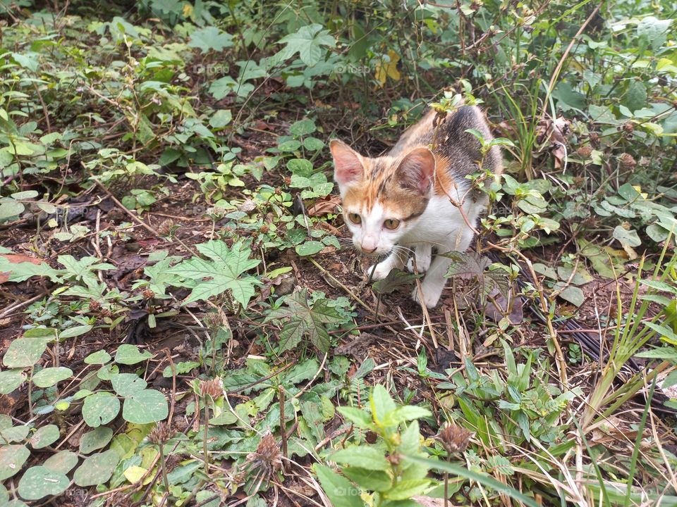 The cute kitten is in the grass garden