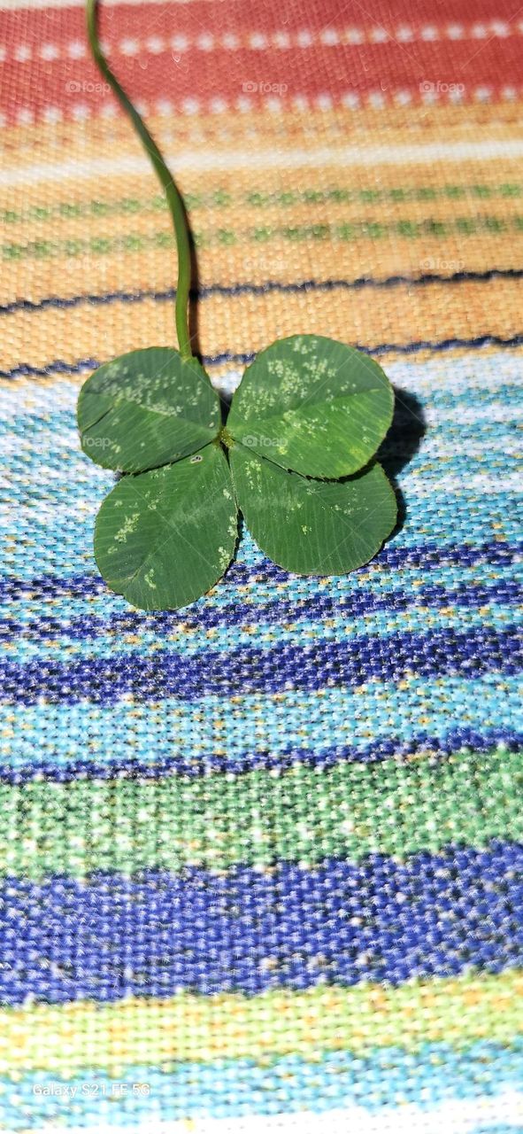 4 leaf clover ☘️