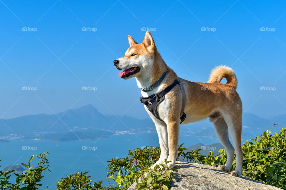 Smiling Shiba Inu