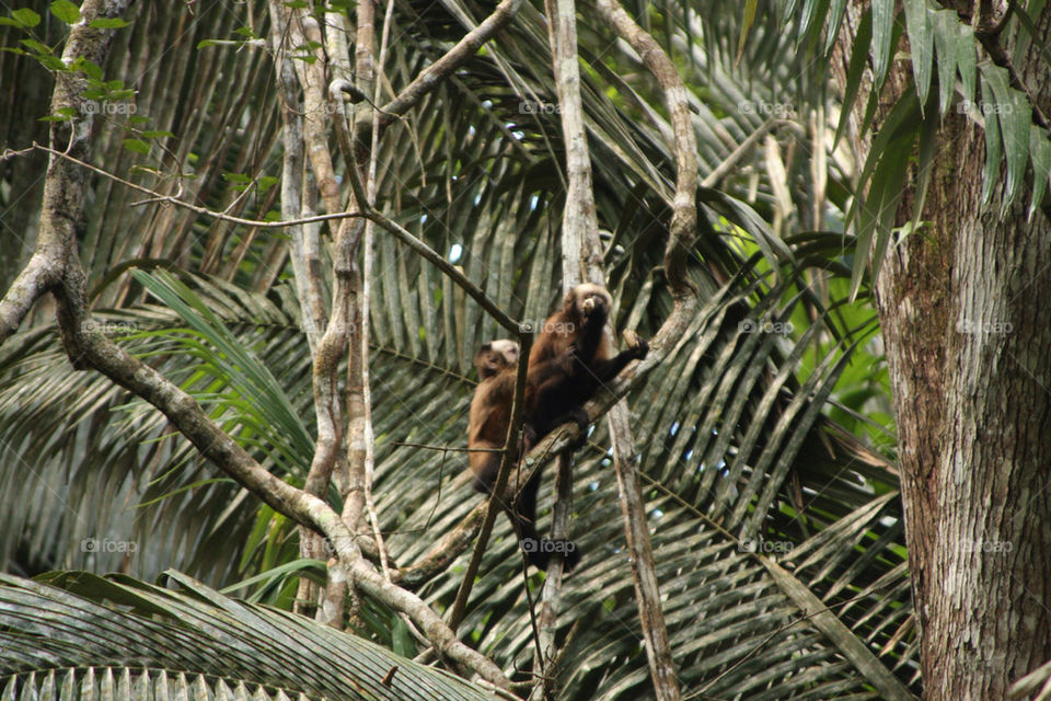 tree trees leaves jungle by christ