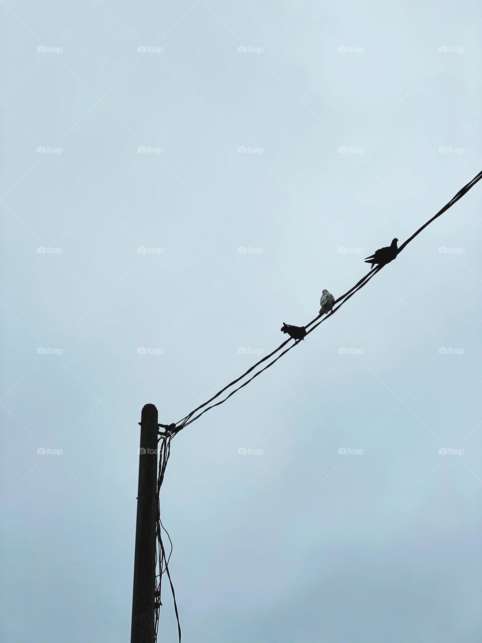 Low angle view of three birds on wires with white cloudy skies.
