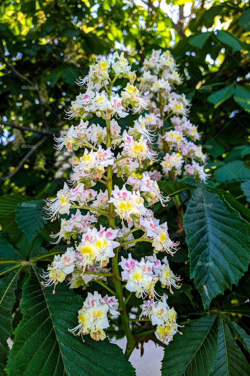 Horse chestnut