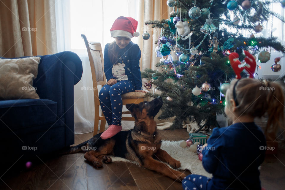 Little sisters with German shepherd puppy near Christmas tree 