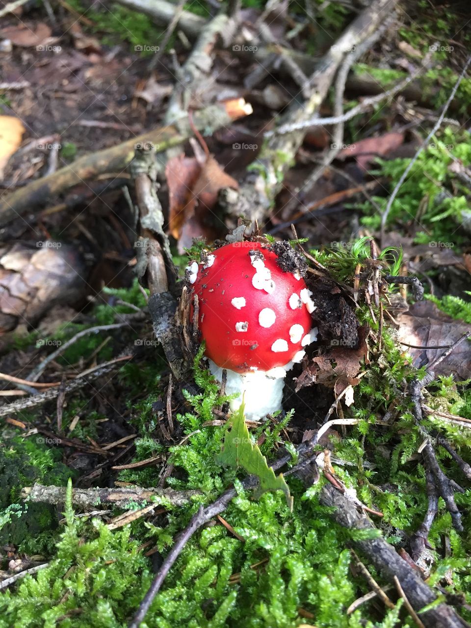 Fly agaric 5