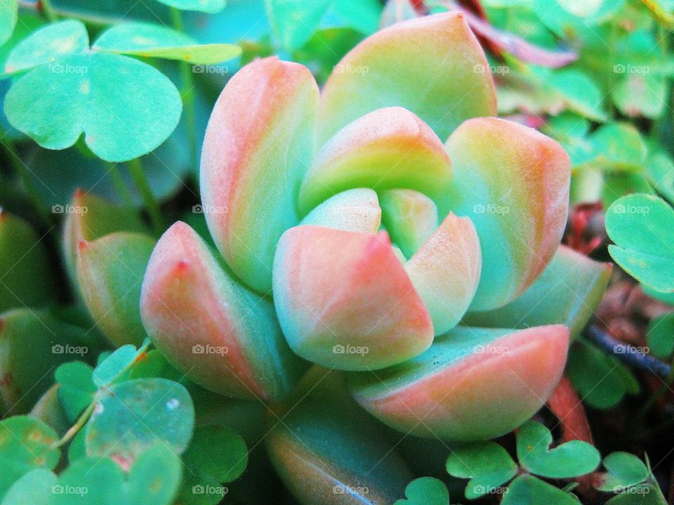Clover and Succulent