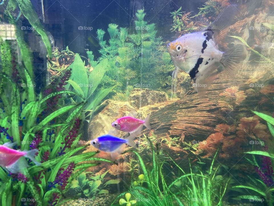 Fresh water tropical fish 