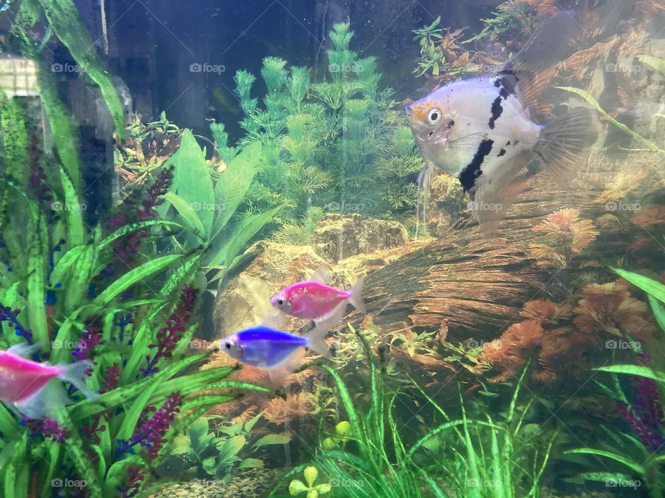 Fresh water tropical fish 