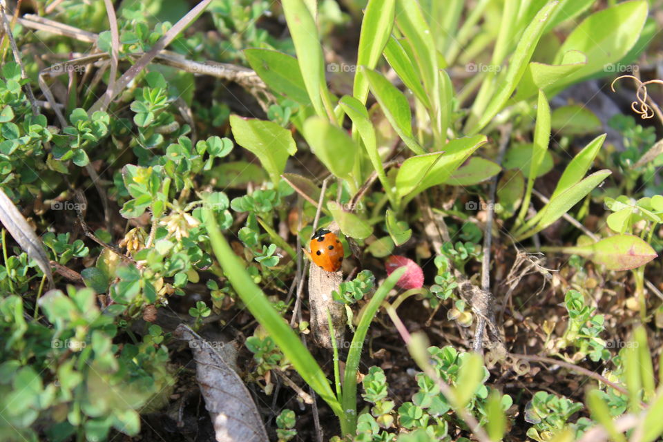 lone ladybug