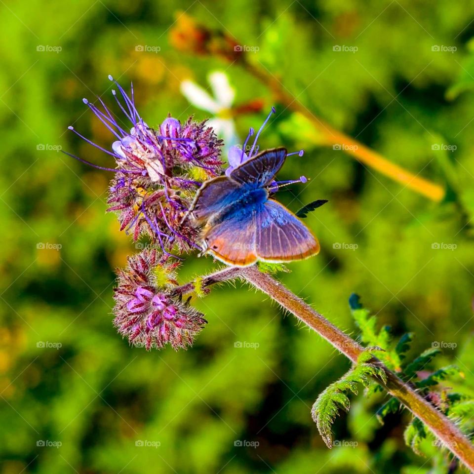 Butterfly in the same color as the flower 🌺