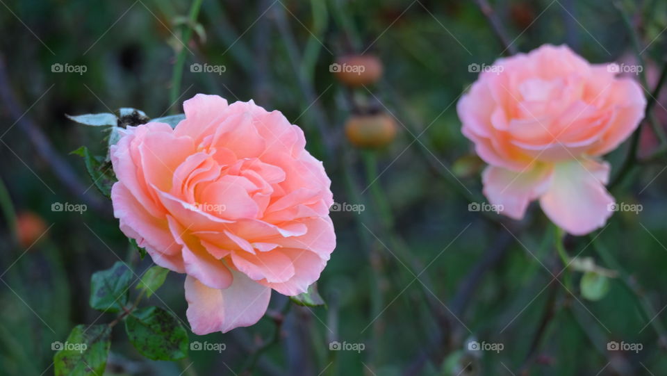 Lush pink rose on a bush.