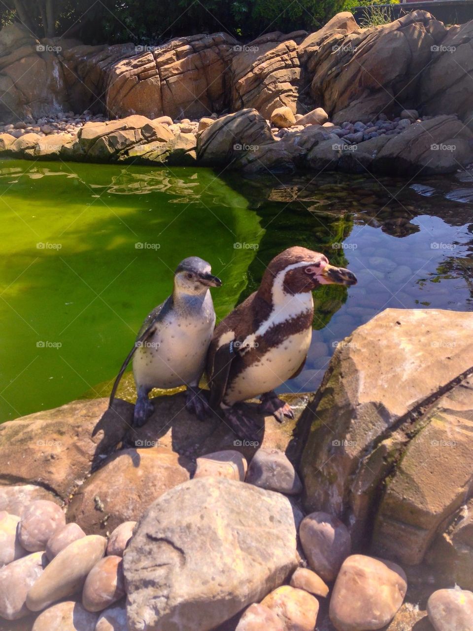 Penguins