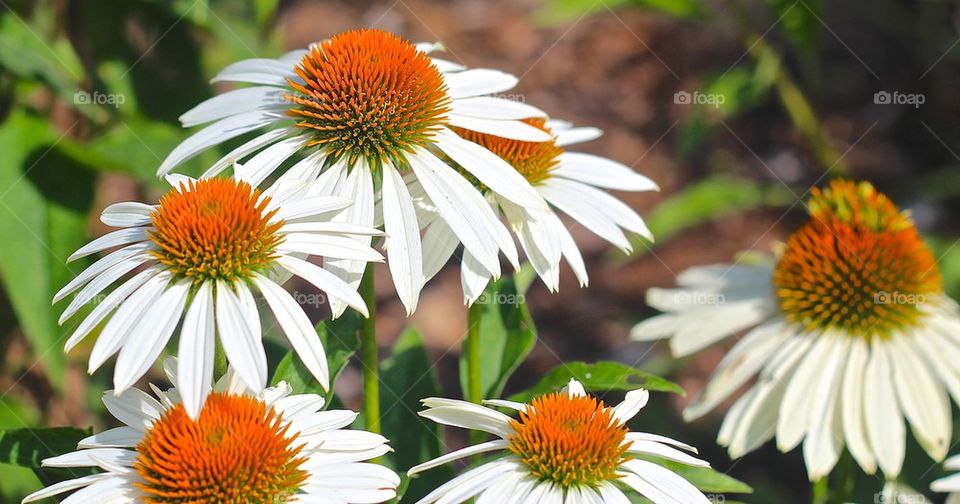 Coneflowers