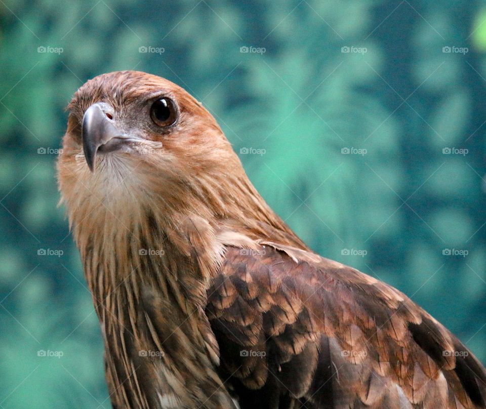 it takes nothing away from a human to be kind to an animal