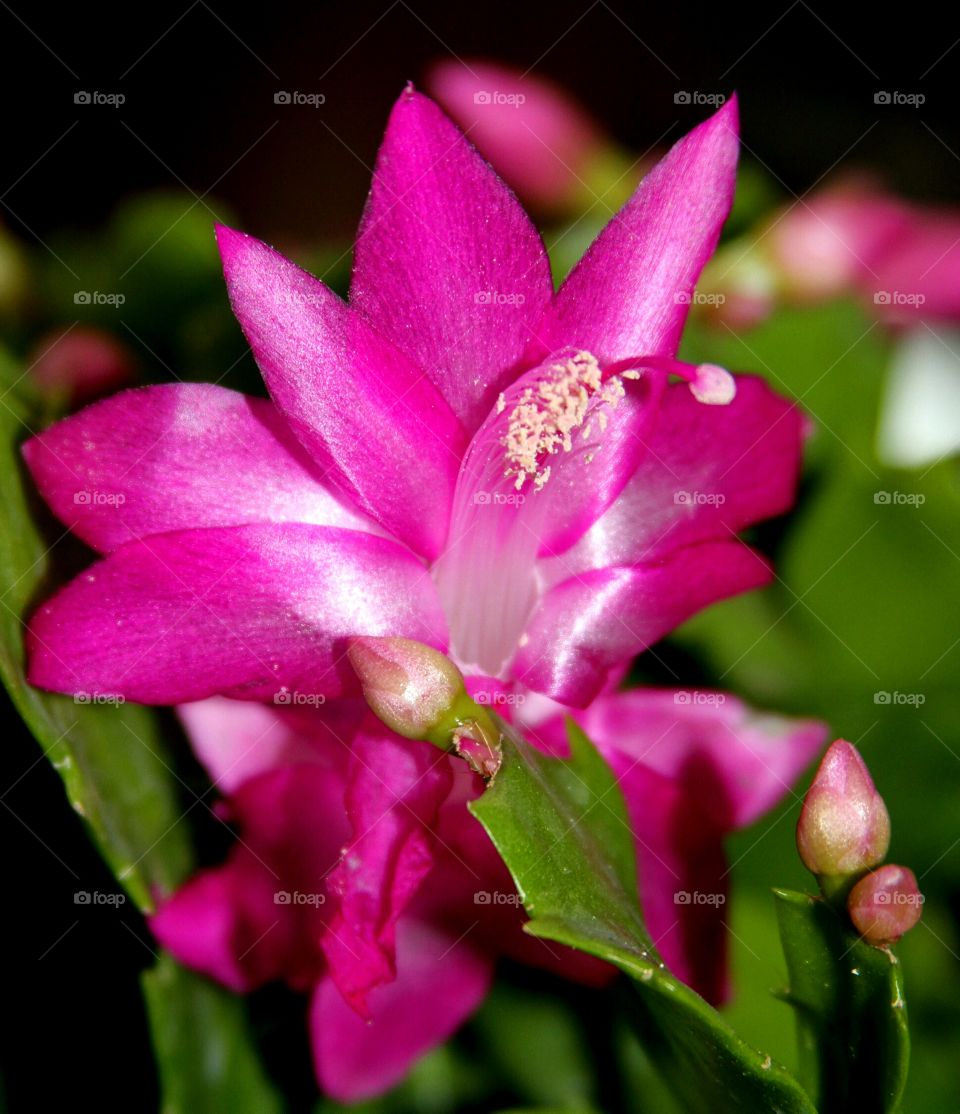 christmas cactus in bloom.