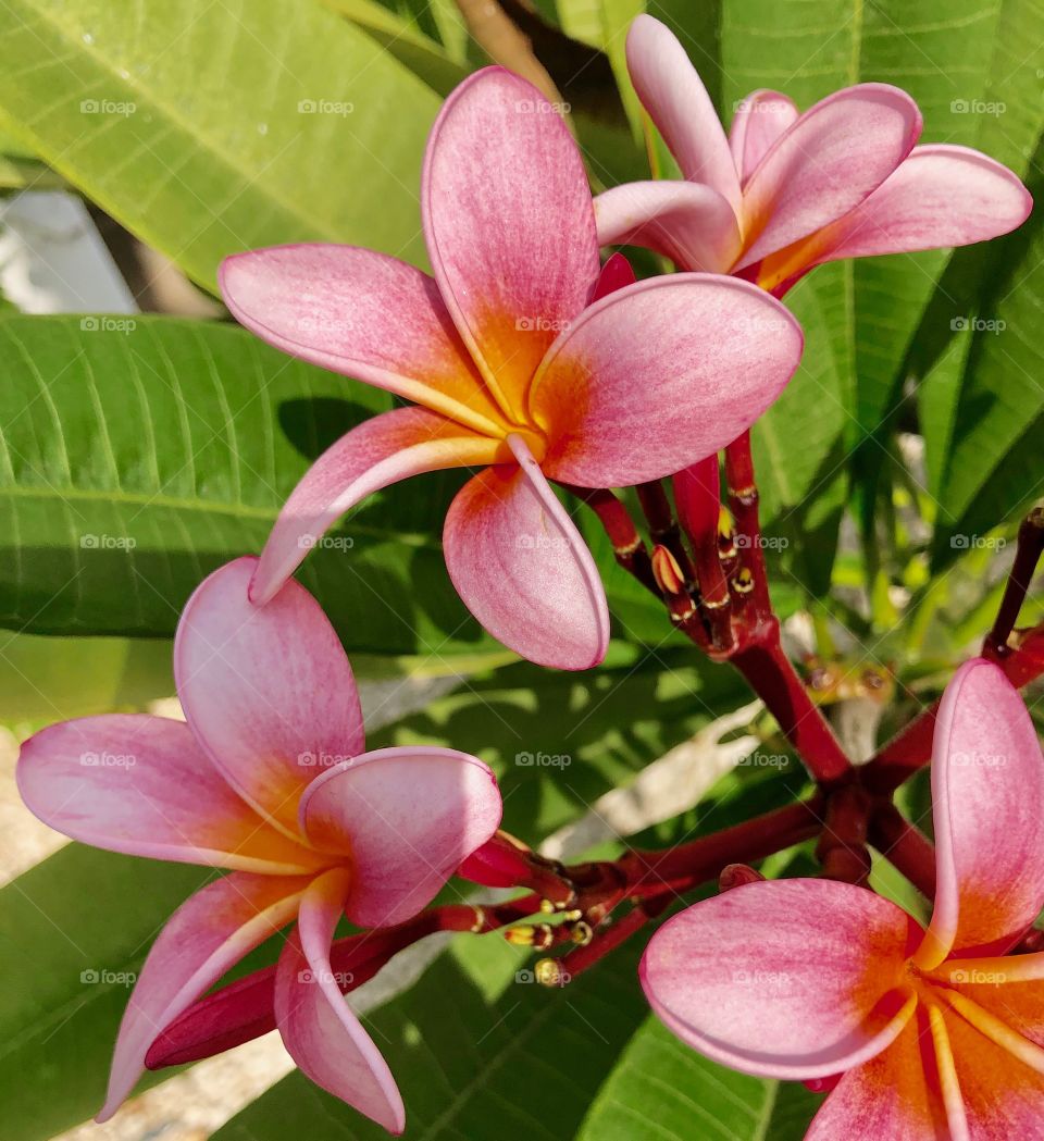 Pink Hawaiian flowers.