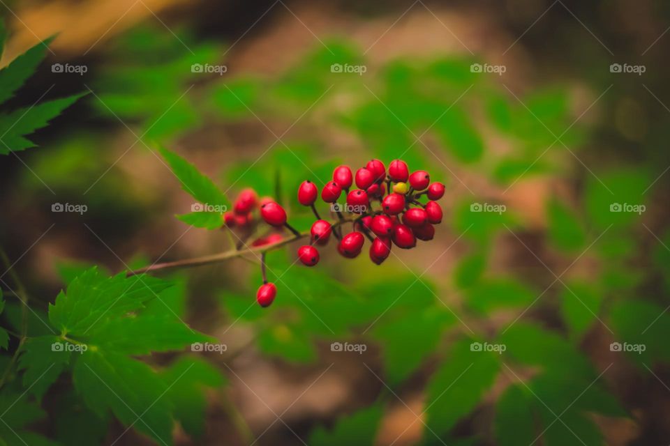 beautiful berries