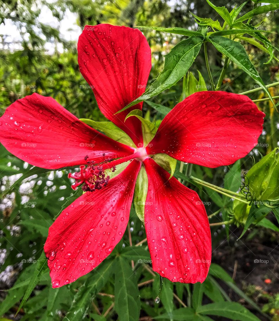 Wood Lily In bloom