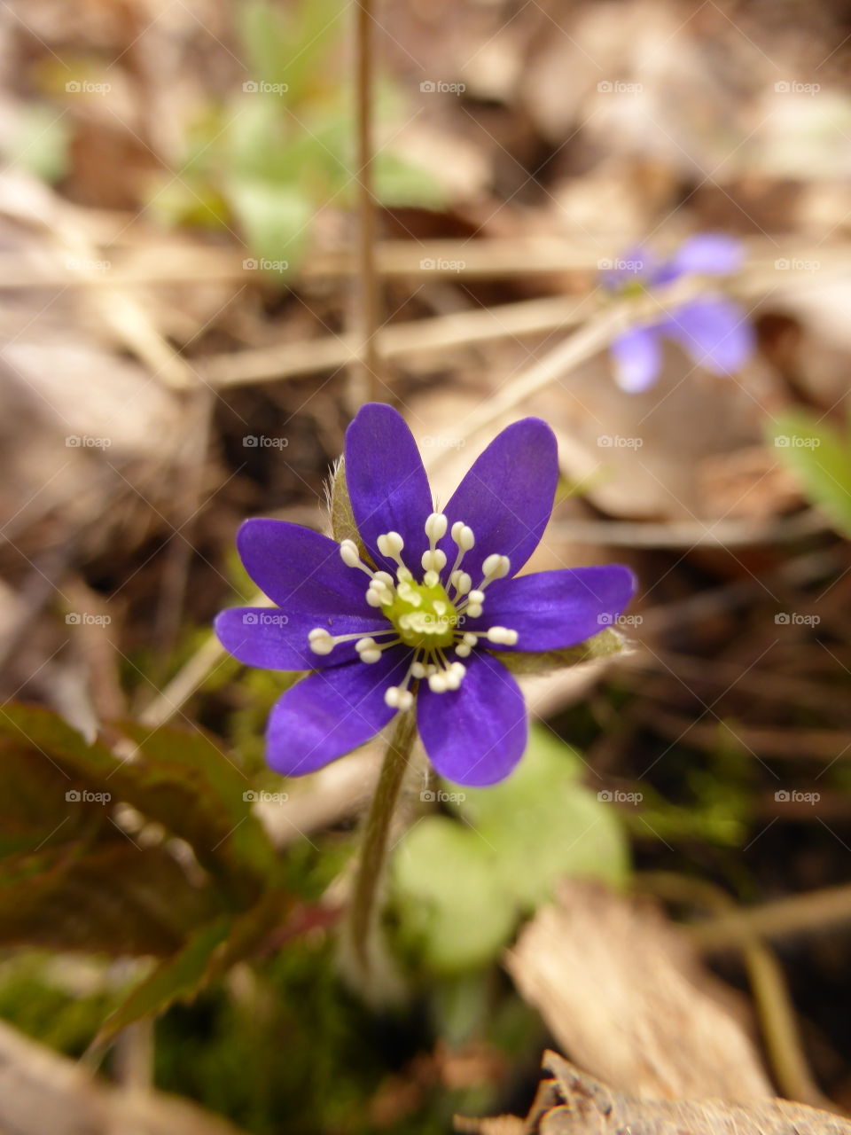 Hepatica