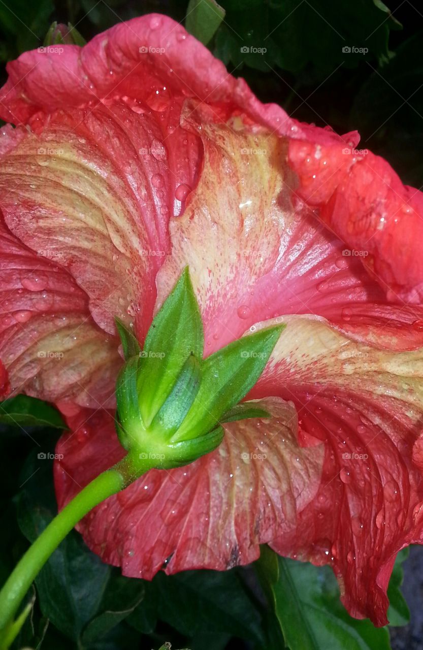 hibiscus