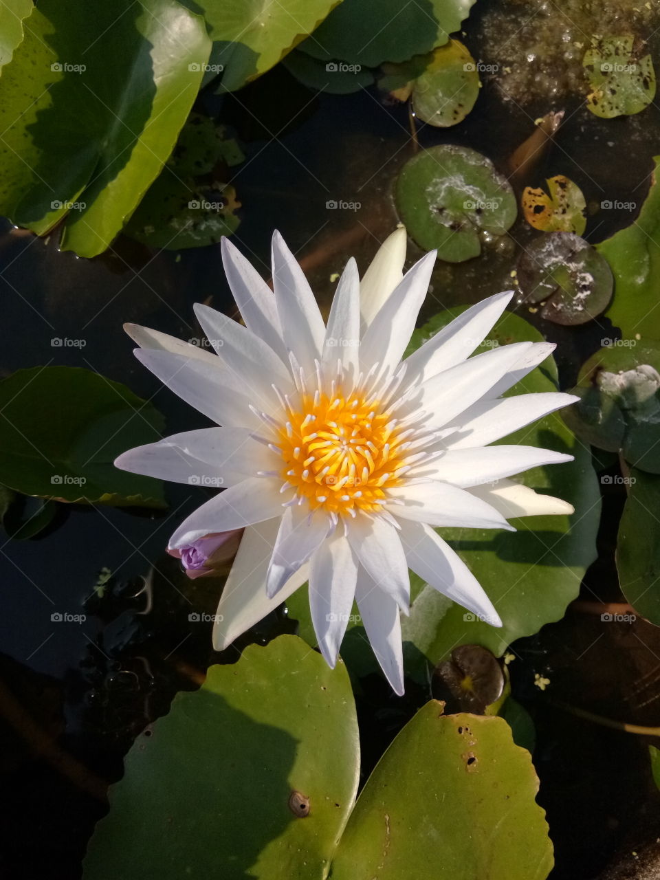 Lotus
beautiful 
flower
flora
lily
green
nature
thailand