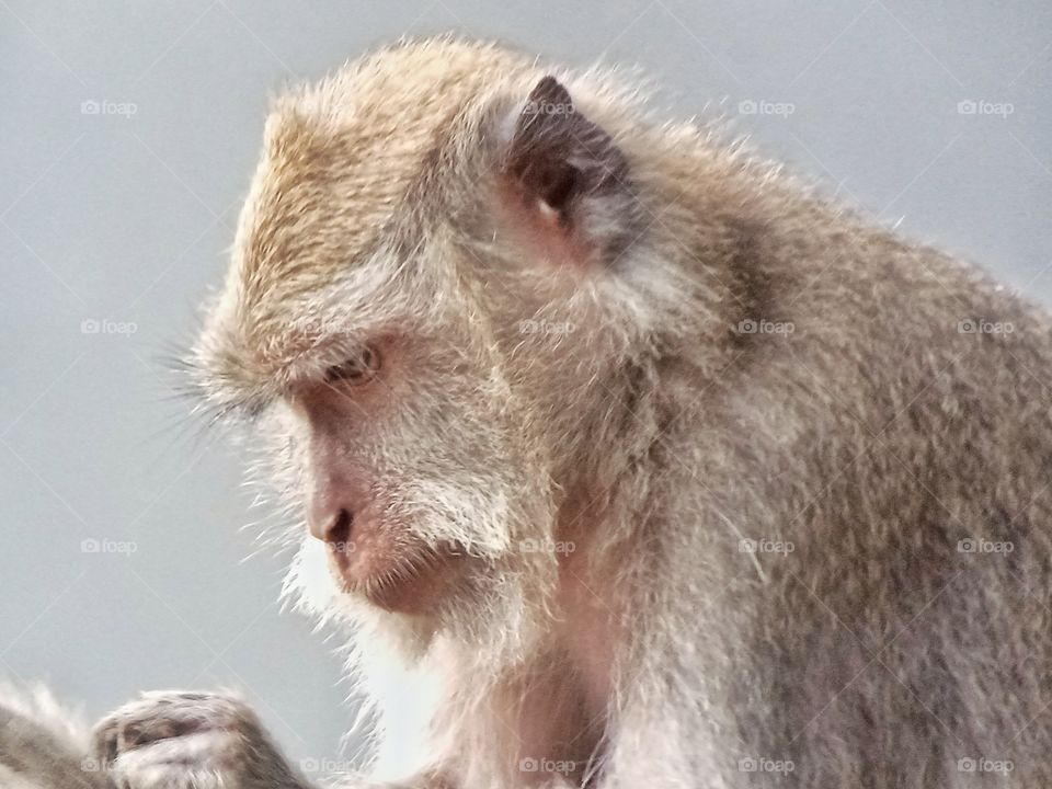 the conscientious monkey