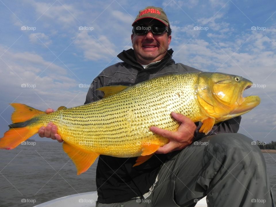 Golden dorado fish catch and release  in Uruguay river.
