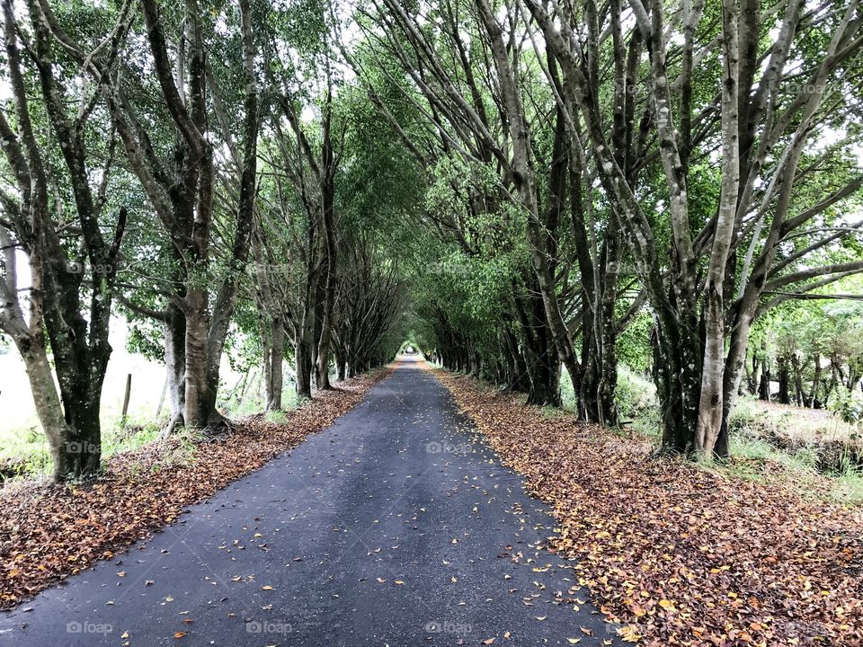 Passage between trees