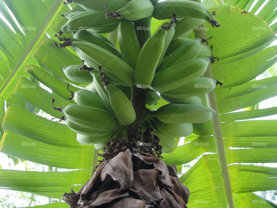 Banana tree in Hawaii