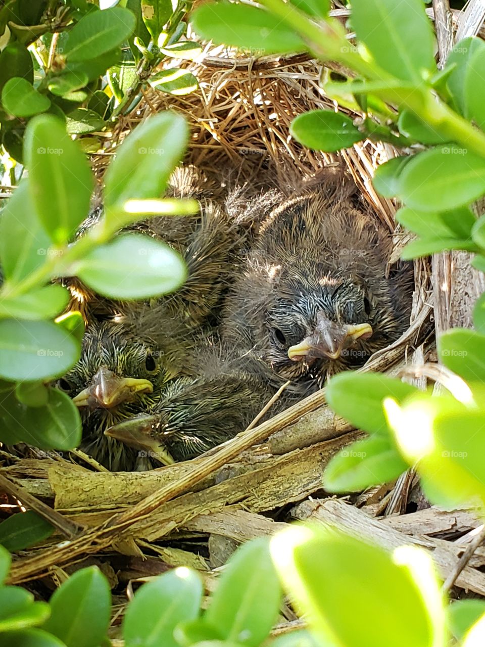 Four babies in their nest