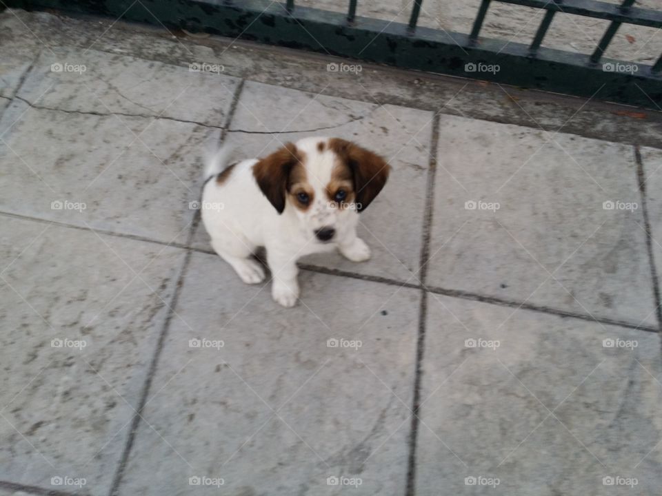 cute puppies. little dog on road