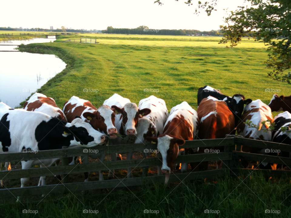 wassenaar holland landscape holland cows by StevenFromHolland