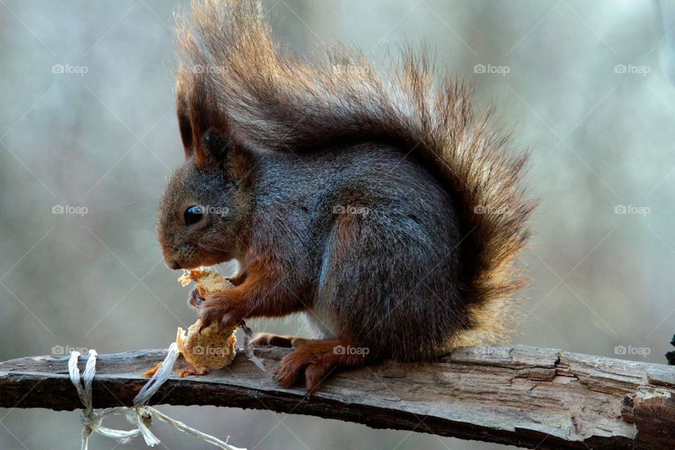 Side view of a squirrel