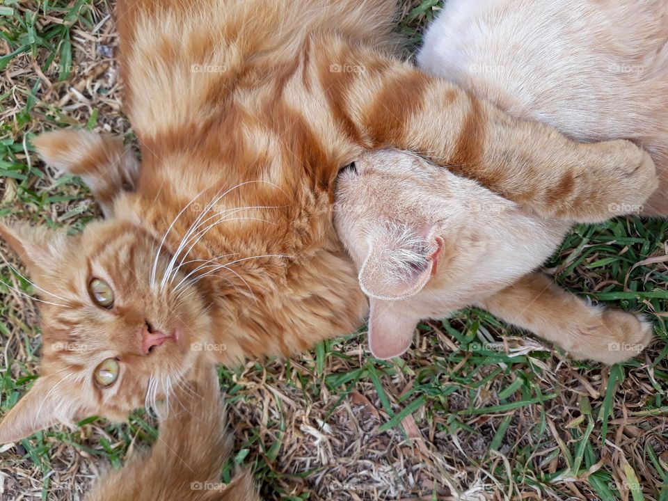 two cats playing together