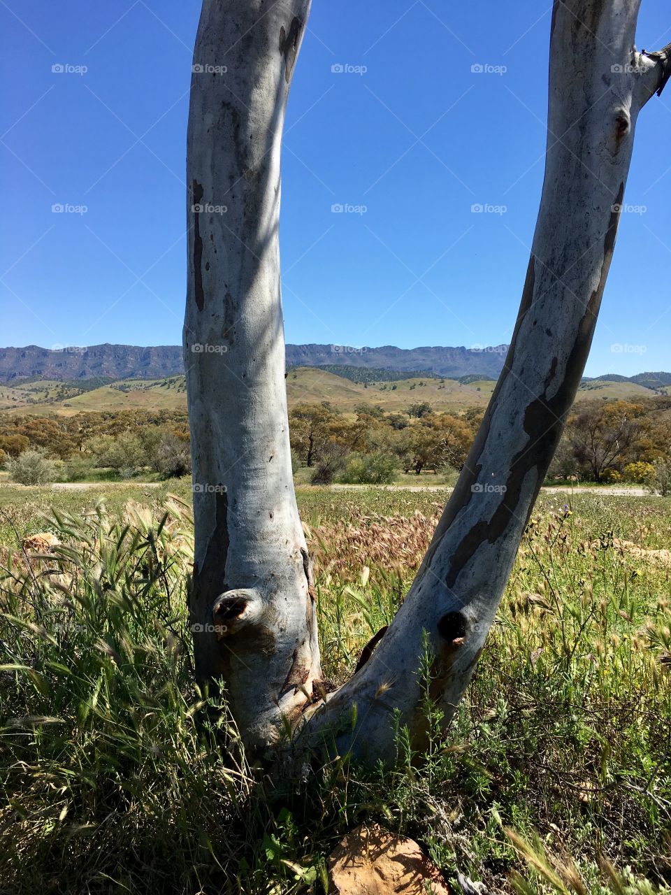 View of the Flinders Ranges from between grove of trees near wilpena pound south Australia 