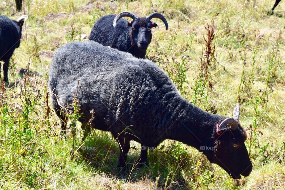 Welsh sheeps