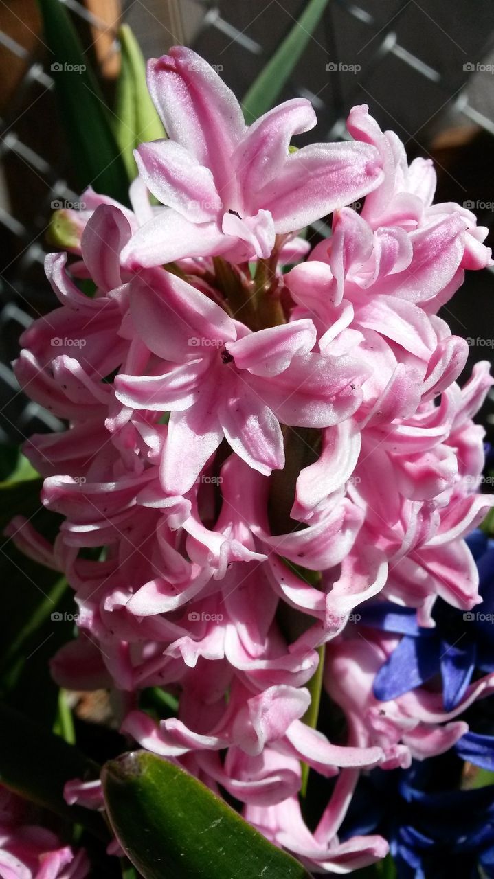 my good smelling Hyacinths