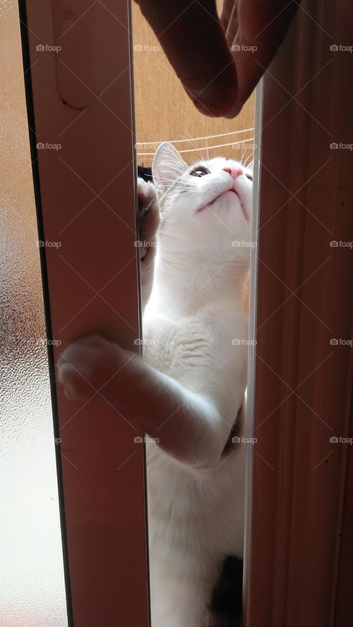 My cat trys to enter by windows