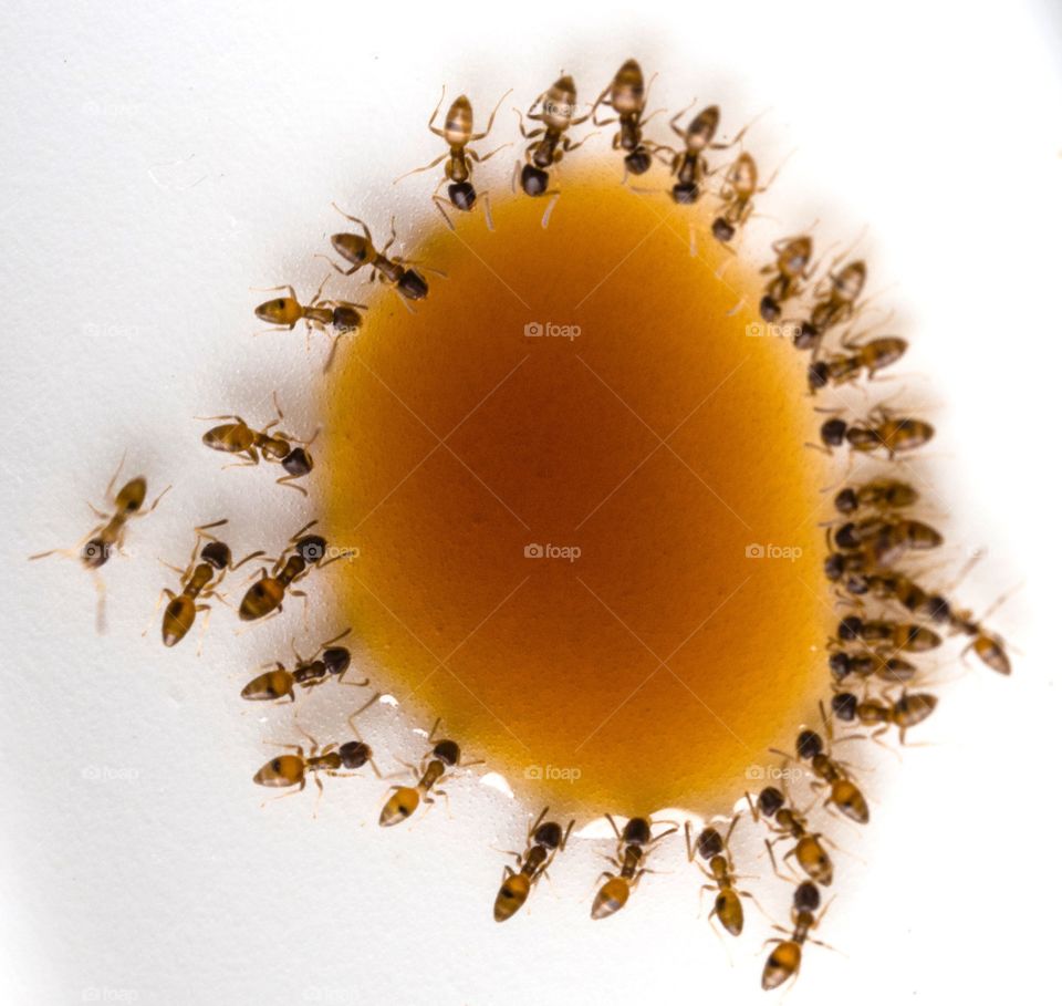 Ants around my coffee droplet on a white  plate