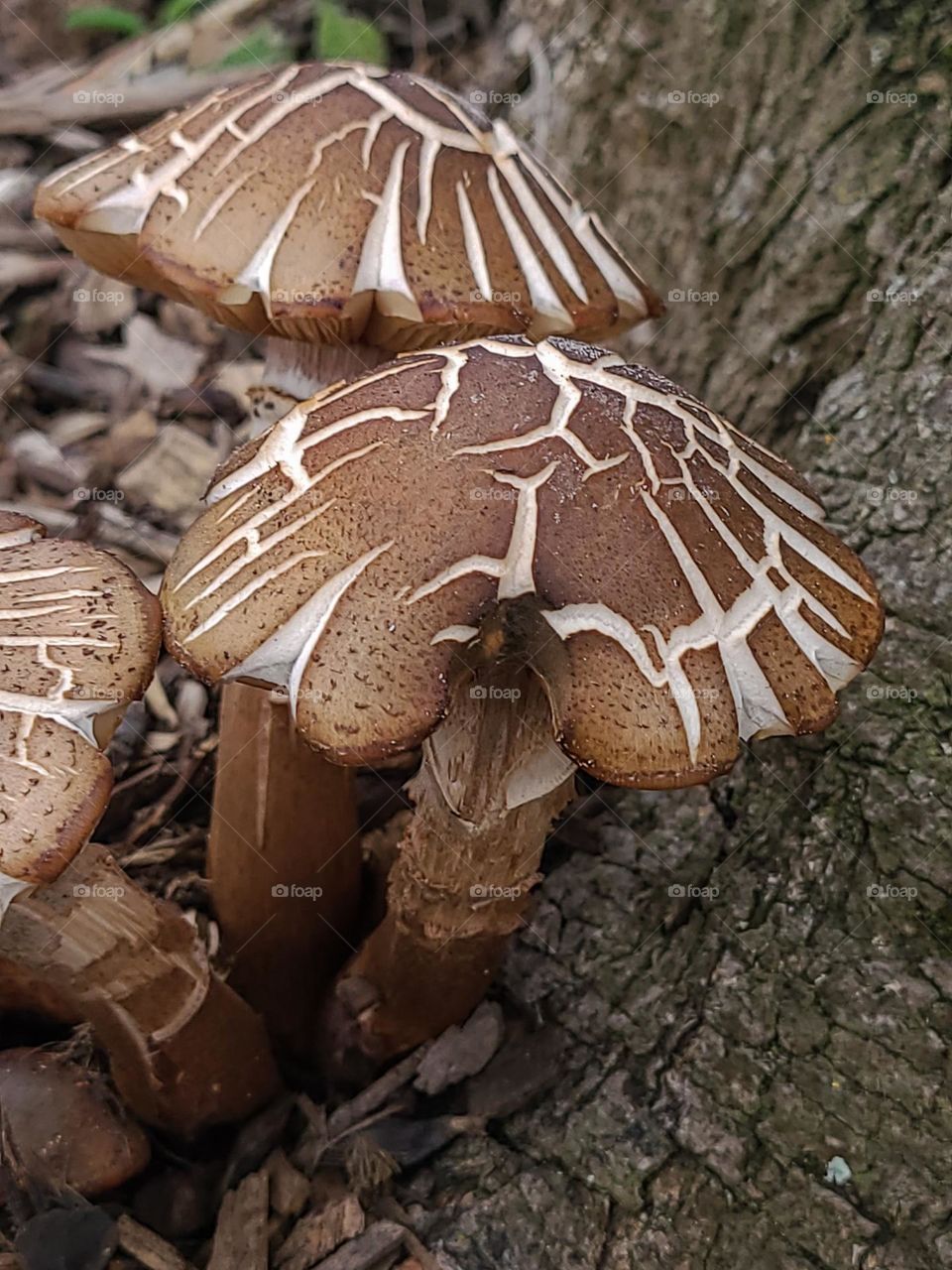 Bunch of beautiful wild brown mushrooms growing at the base of a mighty tree in the park 