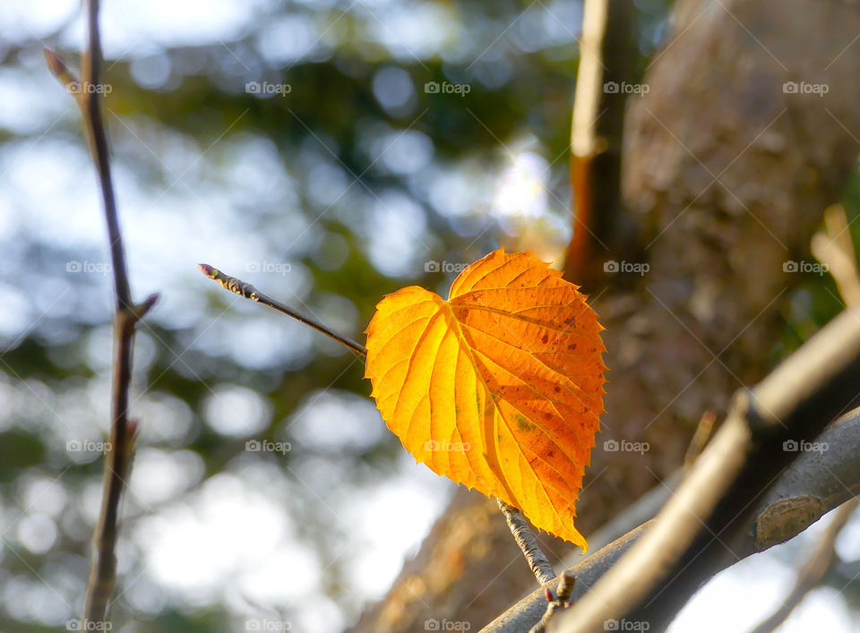 yellow heartshaped leaf