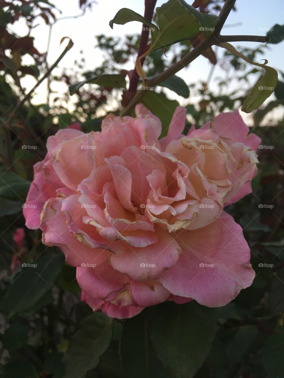 🌹 🇺🇸 Very beautiful flowers to brighten our day.  Live nature and its beauty. Did you like the delicate petals? / 🇧🇷 Flores muito bonitas para alegrar nosso dia. Viva a natureza e sua beleza. Gostaram das pétalas delicadas? 