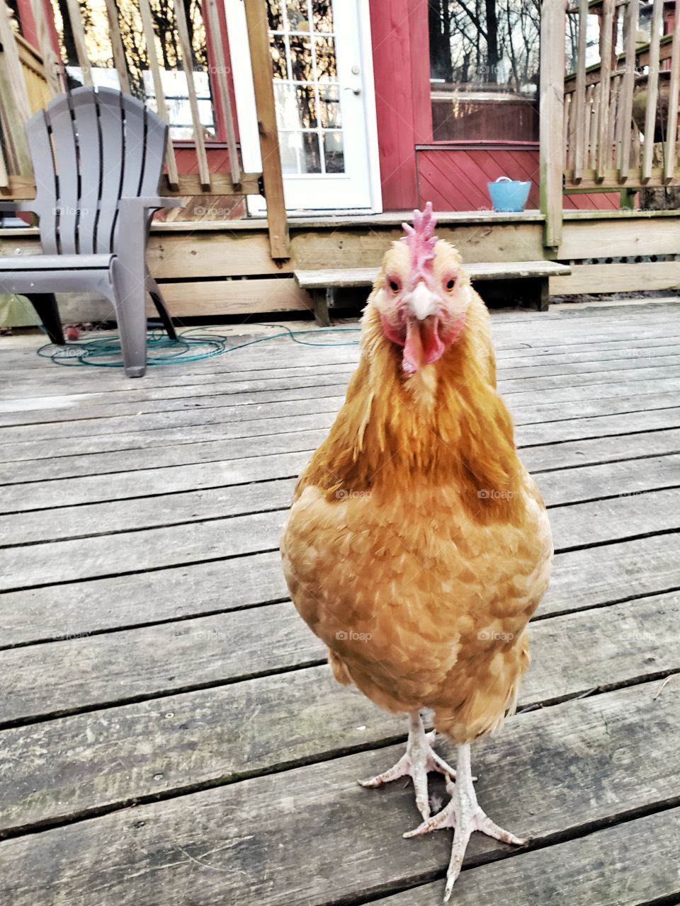 A pet chicken leisurely walks across an outdoor wooden deck with the family house in the background