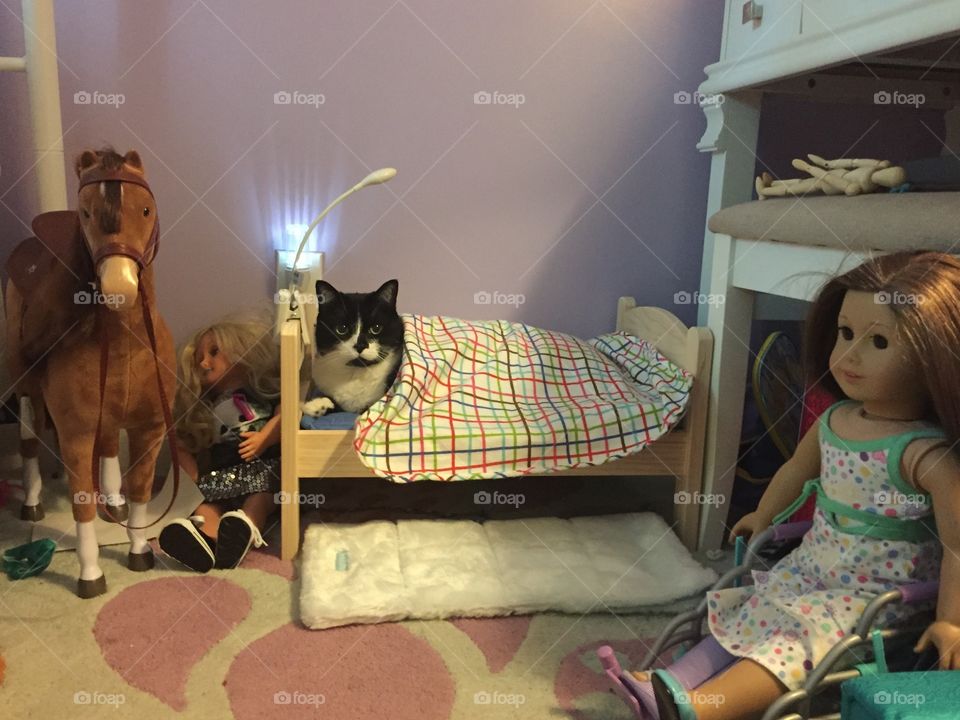 Oreo in my daughter's doll bed. 
I don't know if he got in on his own but he seems to like it. 