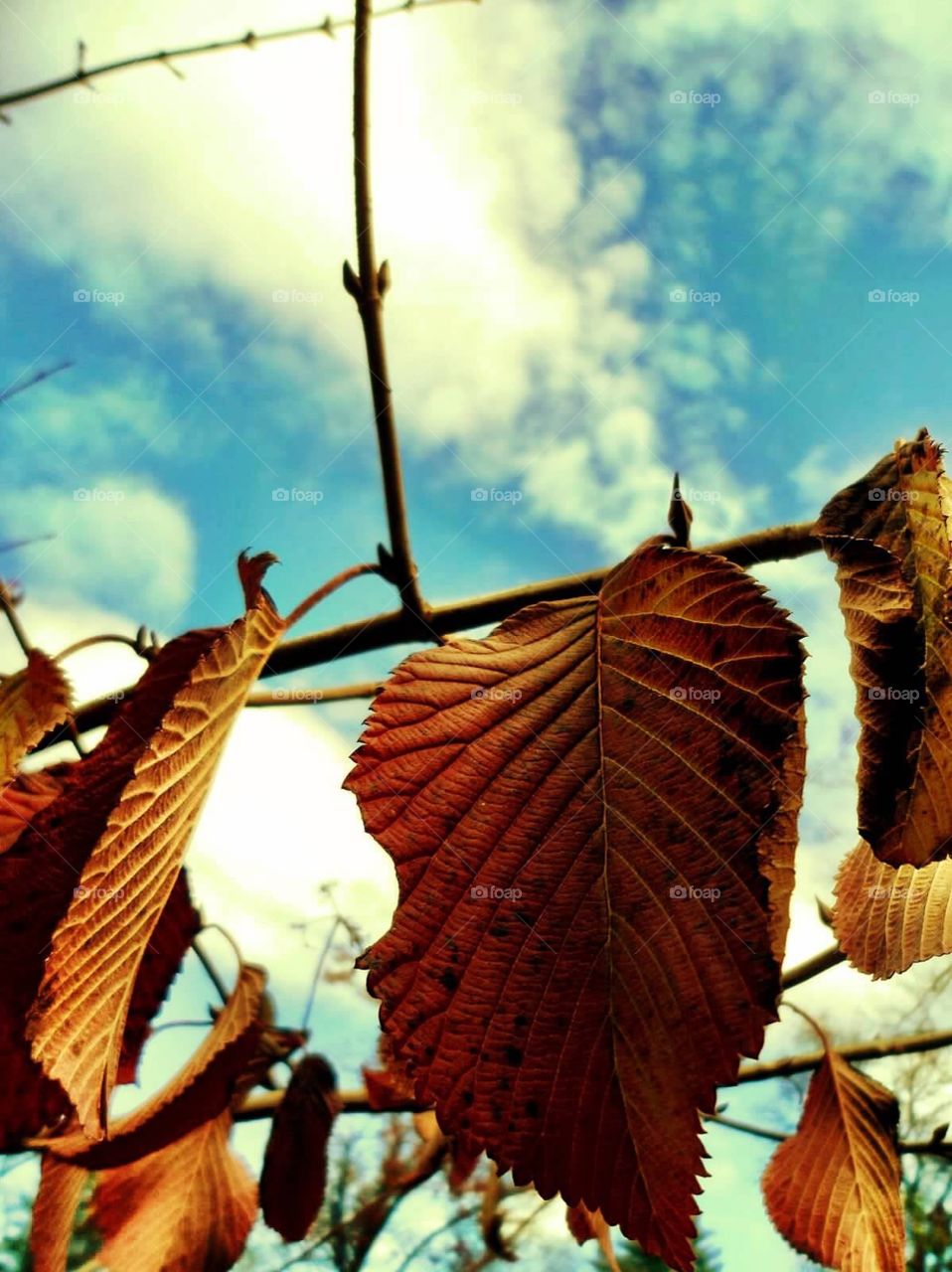 Leaves in the Sky