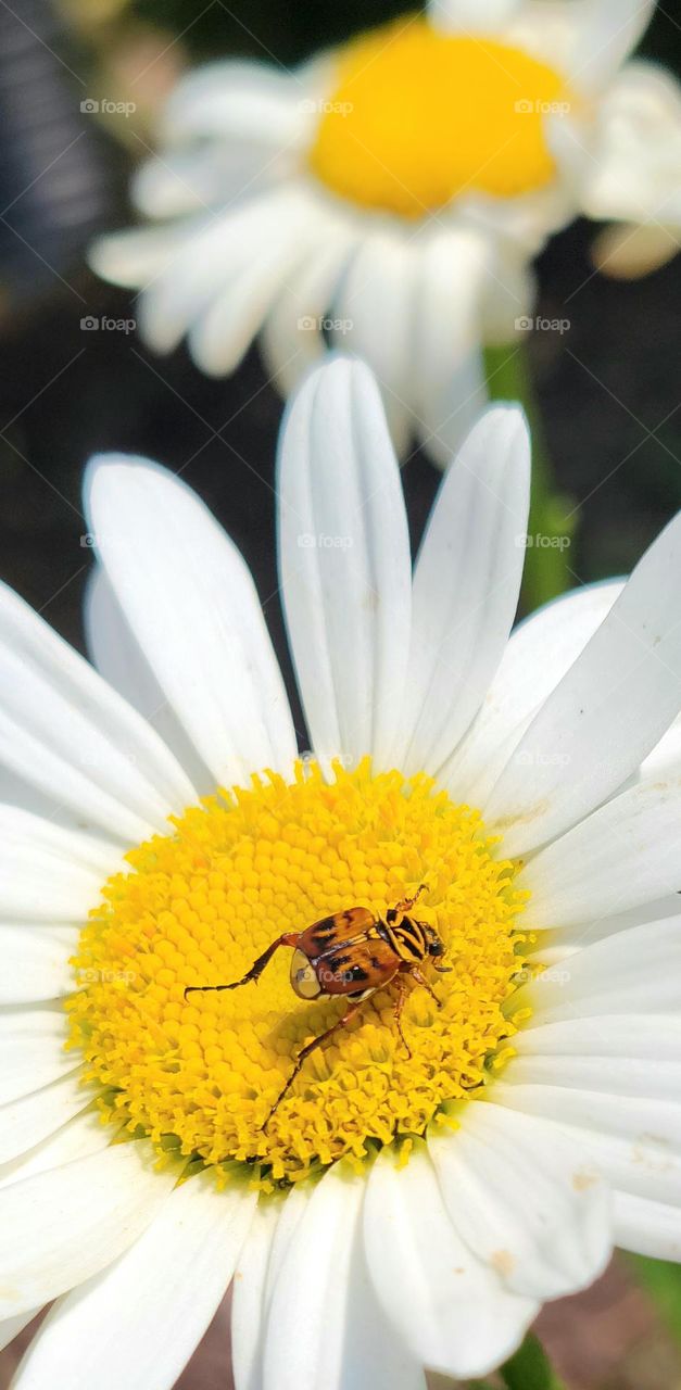 beetle on a daisy