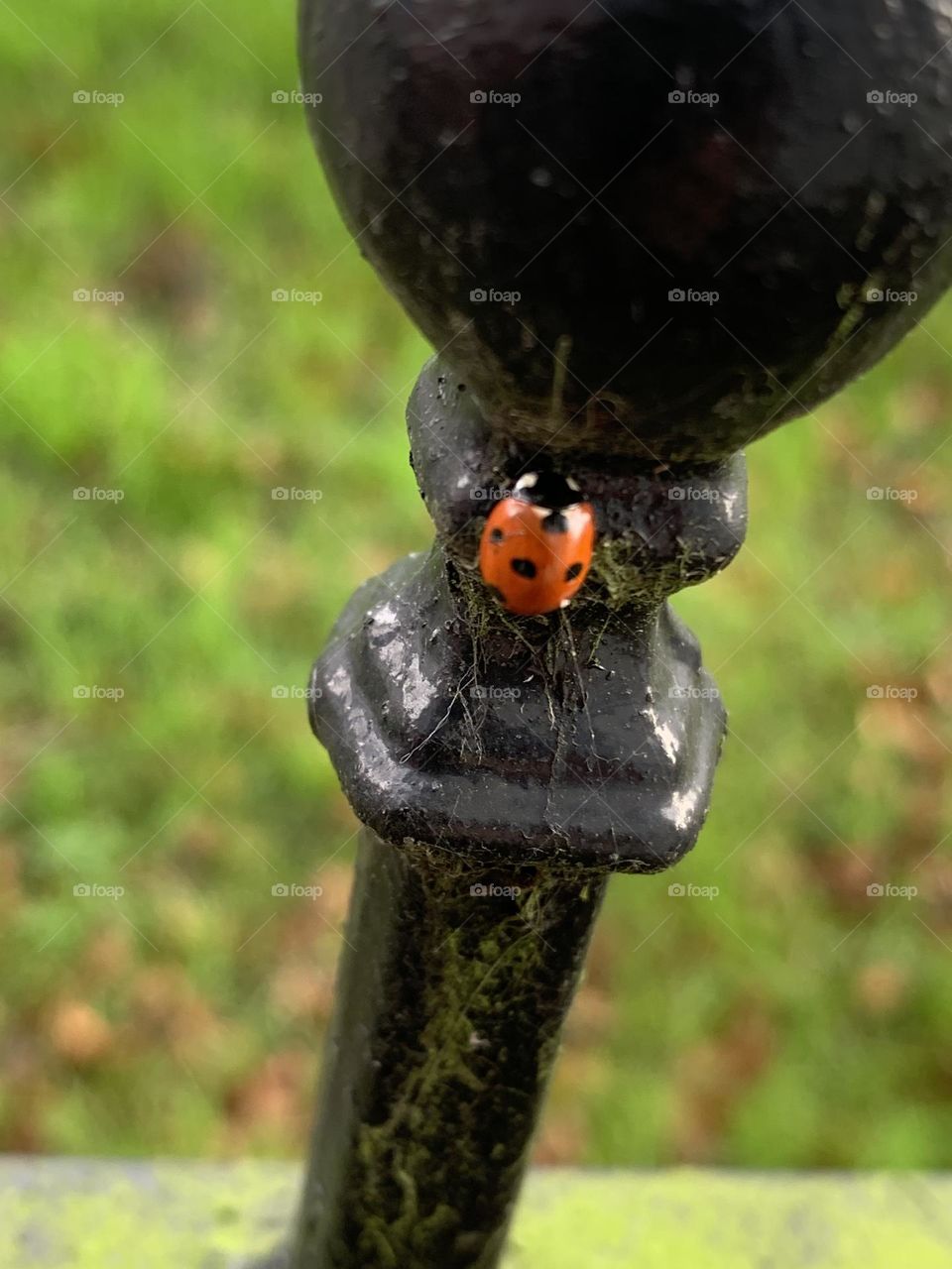 The lonely ladybird