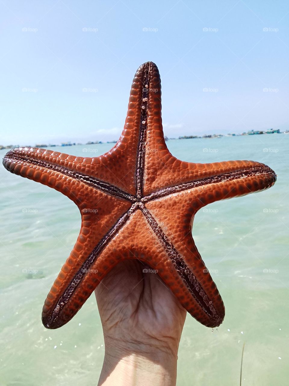 Starfish are marine invertebrates & are flat aquatic animals that move slowly and stick to the ocean they can live up to 35yrs.