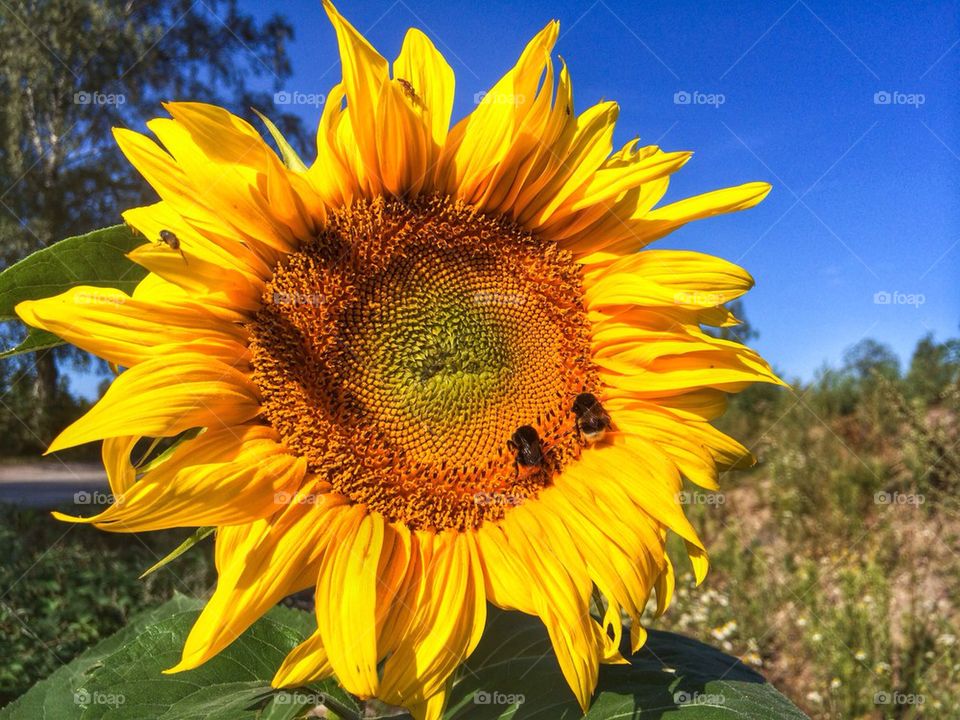 Close-up of sunflower