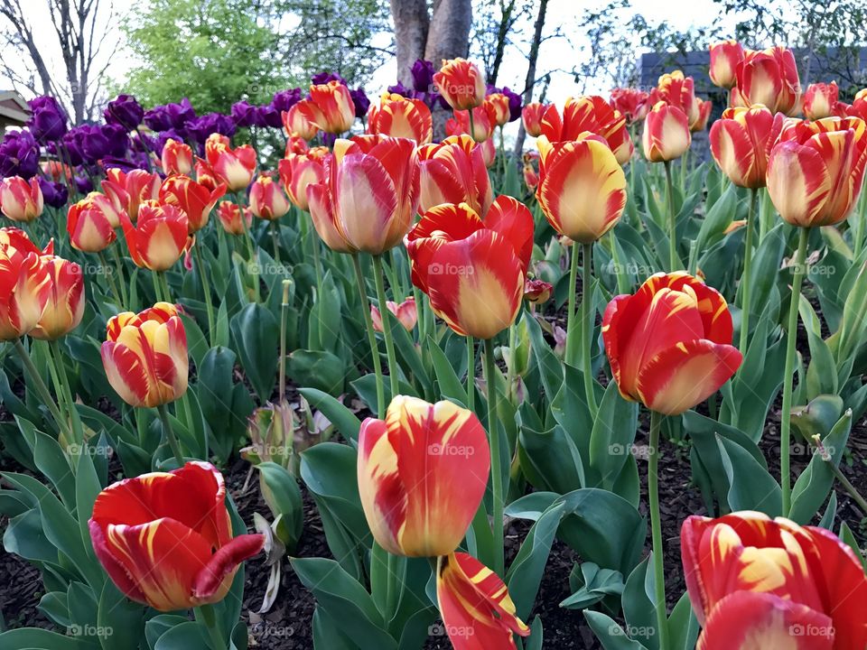 Tulips 
